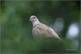 <p>HRDLIČKA ZAHRADNÍ (Streptopelia decaocto) /Eurasian collared dove - Türkentaube/</p>